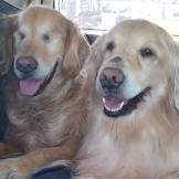 This Blind Golden Retriever And His Guide Dog Best Friend Are Warming People’s Hearts