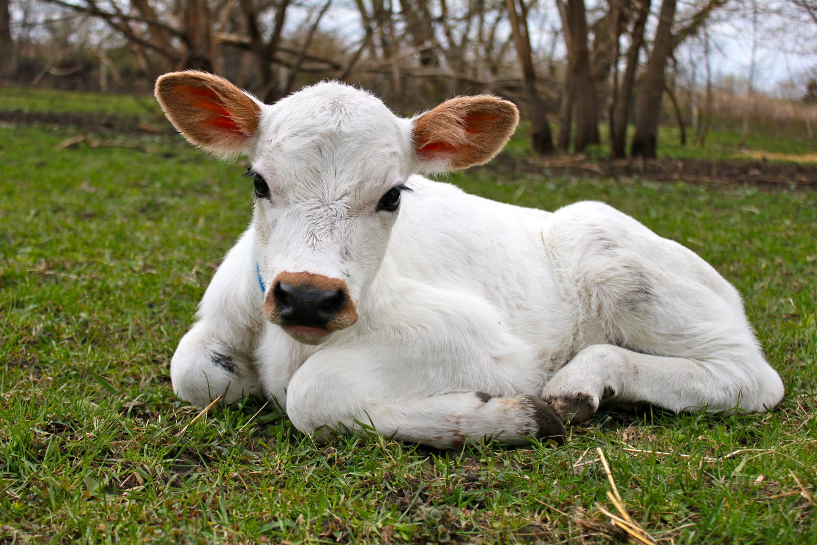 Squash Blossom Farm Dancing with Cows