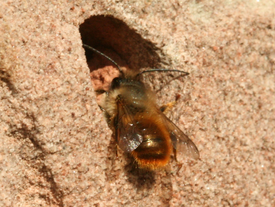 The Narth Wildlife Masonry bees