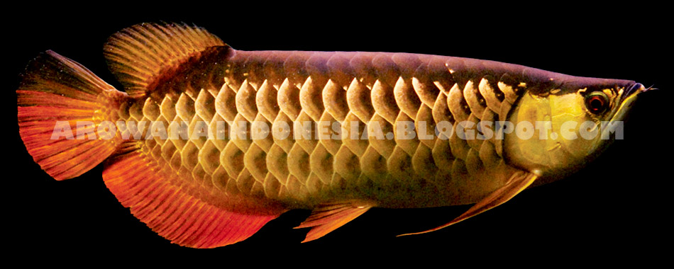 Arowana Indonesia Red Tail Golden Arowana
