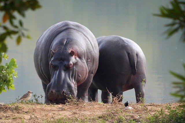9 facts about hippopotamus | Facts About All