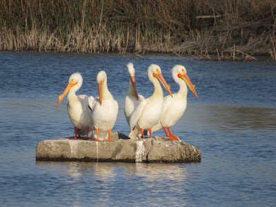 Gray Lodge Wildlife Area Northern California Bird Sightings