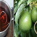 Avocado Leaves: Kanser Prevention and Medication And More Health Benefits