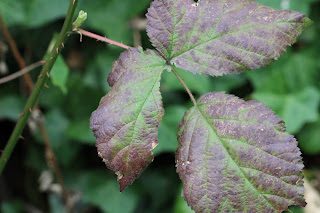 Last year’s blackberry leaf.