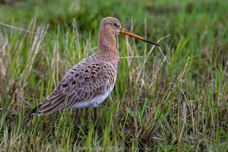 Uferschnepfe Naturfotografie Wildlifefotografie Tierfotografie Nikon