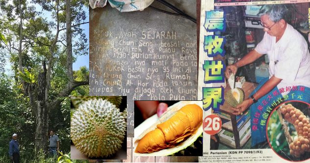 Sejarah Durian Paling Sedap dan Mahal Musang King D197 | cpengatauhan
