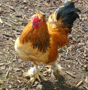 MALIZIA IN CUCINA: POLLAME