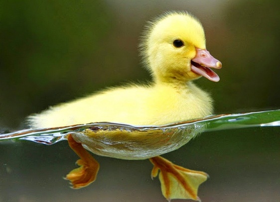 4 Arti Mimpi Bebek Lengkap Menurut Primbon Secara Lengkap - Primbonku -  Segala Arti Mimpi Ada Disini!!