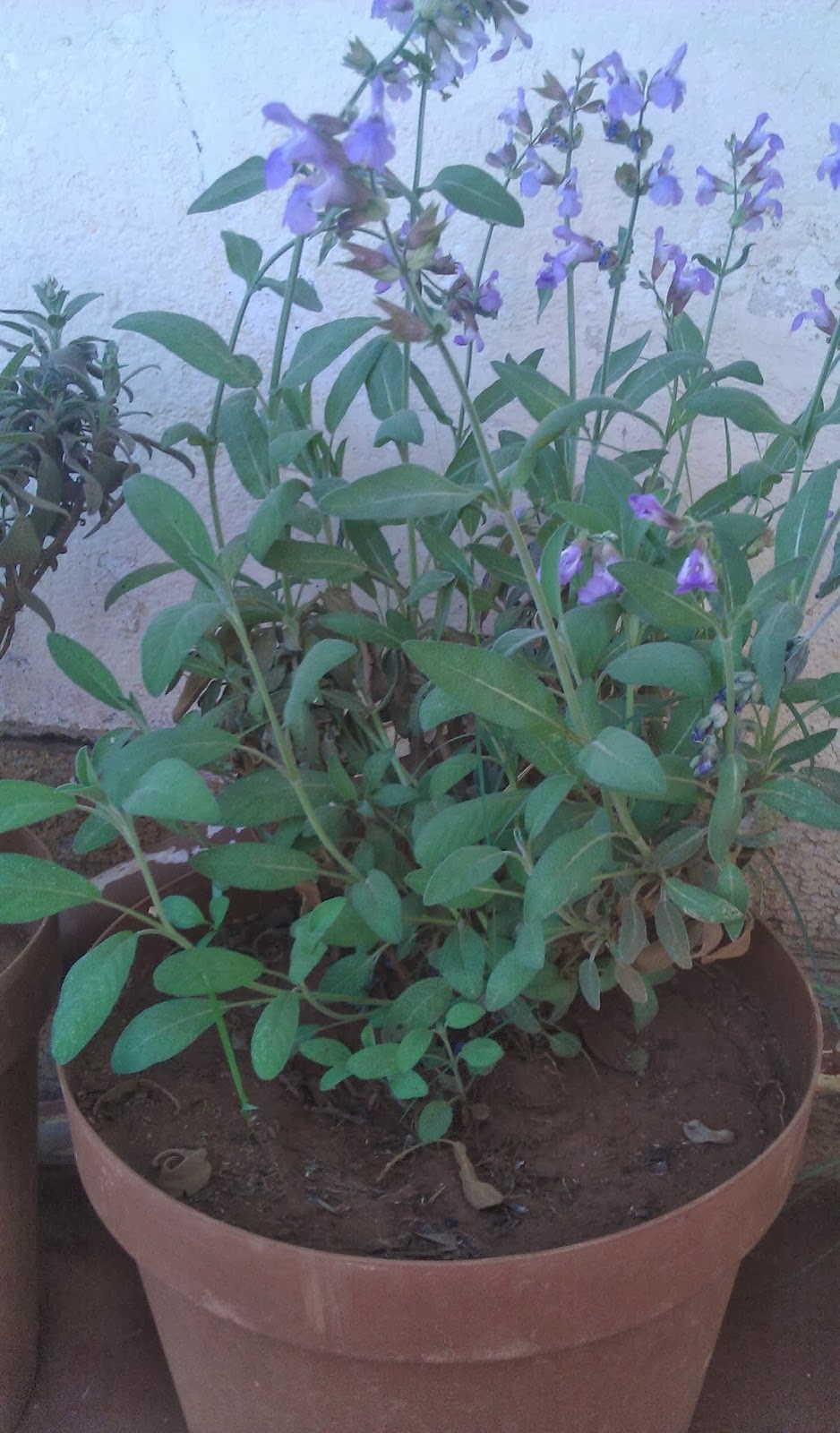 Growing Our Food Looking For Seed Potatoes