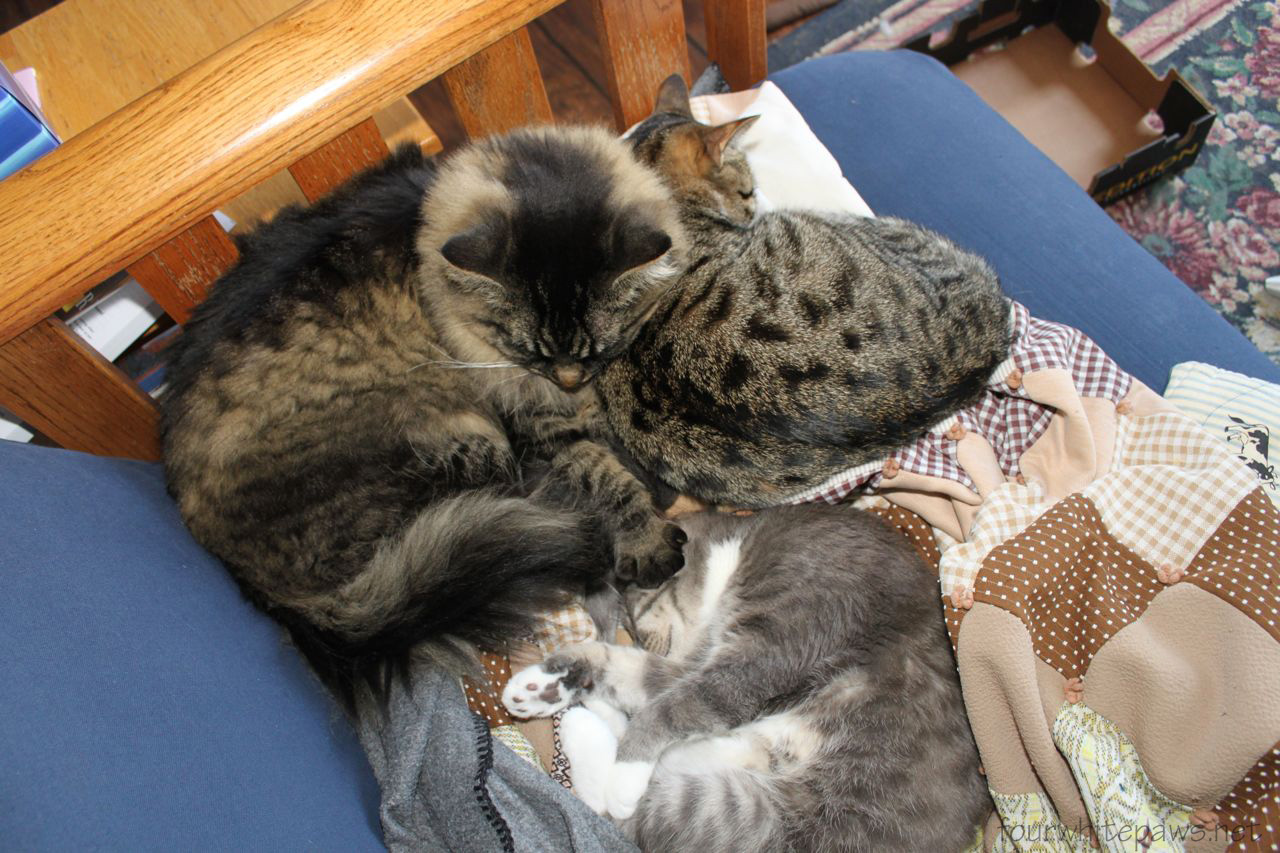 fourwhitepaws: anatomy of a prize winning snuggle
