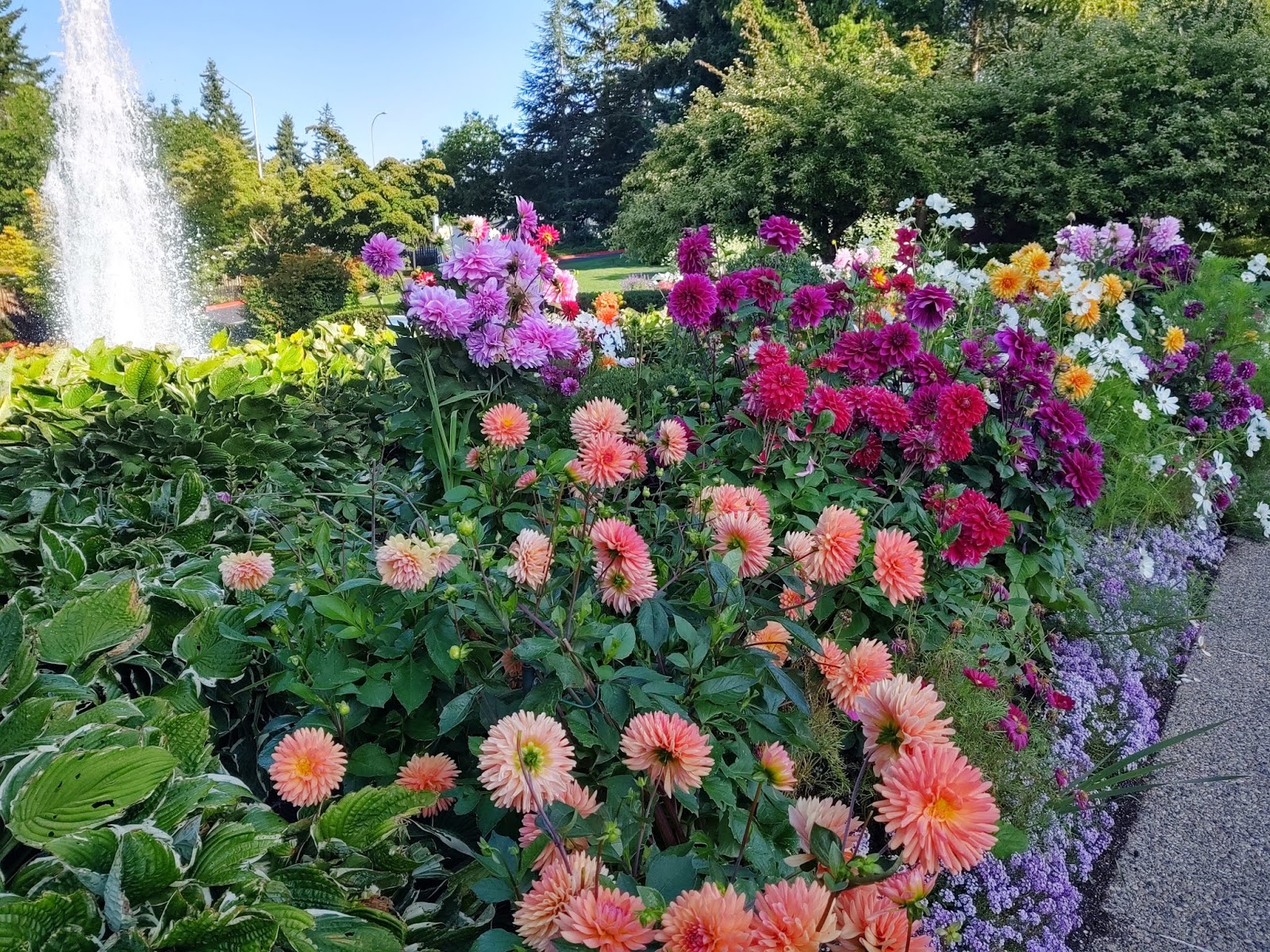 Future Plants By Randy Stewart Nandina