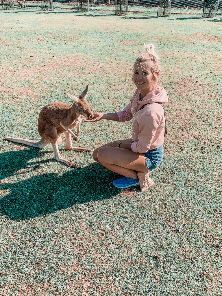 where to pet kangaroos in australia