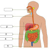 Contoh Soal Hots Organ Pencernaan Manusia