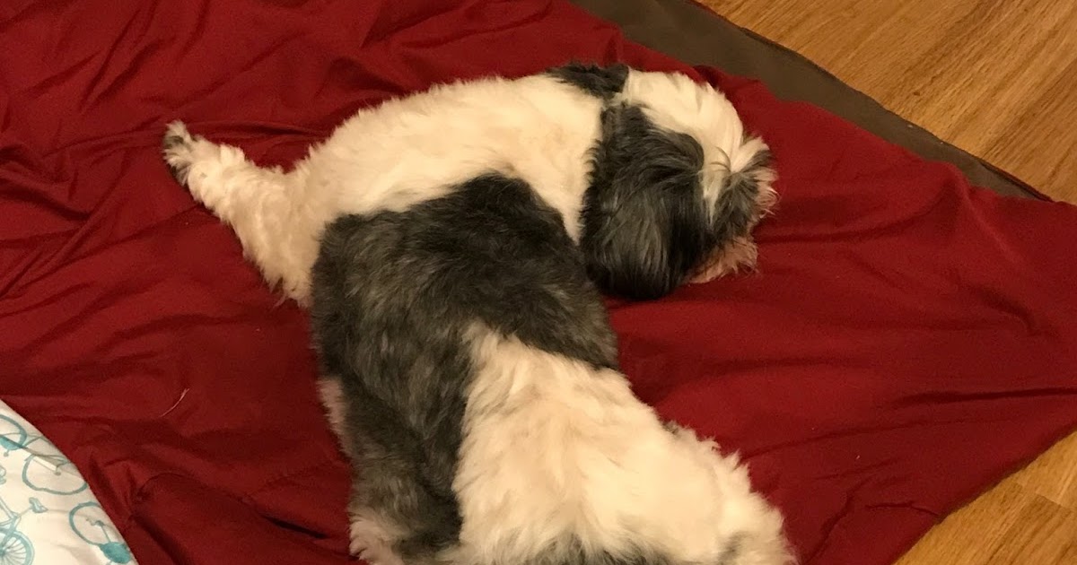 Bucky Raymond My Dog Always Sleeps On My Pillow