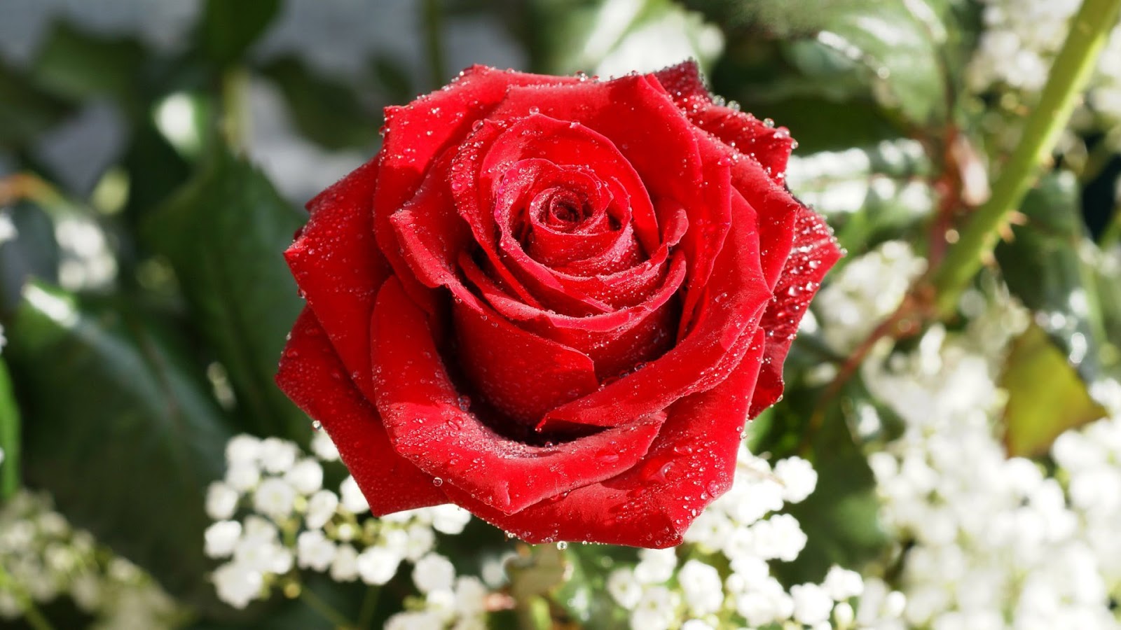 Red Rose Hd Wallpapers High Definition Free Background