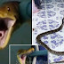Massive Python found hiding under boy's bed after killing family's pet