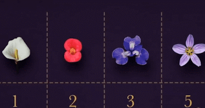 flower-petals-1