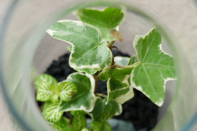 How To Build Your Own Terrarium At Home, DIY Terrariums Shop Review, DIY Terrariums Shop etsy, terrarium kits cheap uk, terrarium kit uk, closed terrarium kit, etsy terrarium kit How To Build Your Own Terrarium At Home, DIY Terrariums Shop Review, DIY Terrariums Shop etsy, terrarium kits cheap uk, terrarium kit uk, closed terrarium kit, etsy terrarium kit