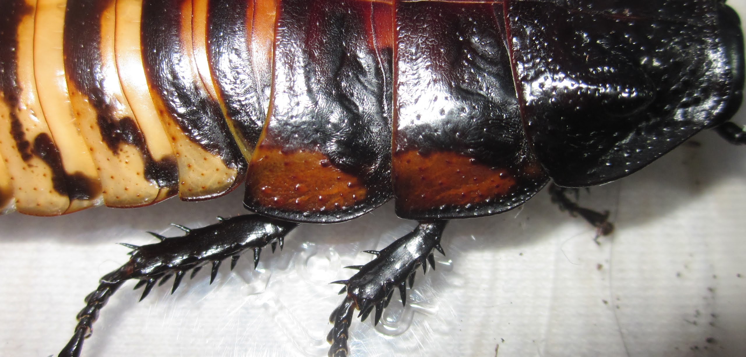 Invertebrate Dude: The Mysterious Tiger Hissers!