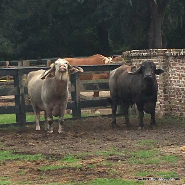 water buffalo in Plantation Stableyards at Middleton Place plantation in Charleston, South Carolina water buffalo in Plantation Stableyards at Middleton Place plantation in Charleston, South Carolina