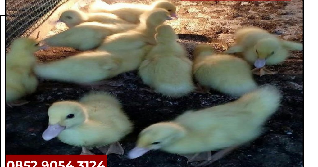 Harga Entok Klawu Jual Dod Entok Semarang