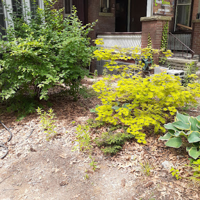 Toronto High Park Summer Garden Cleanup Before by Paul Jung Gardening Services--a Small Toronto Gardening Company