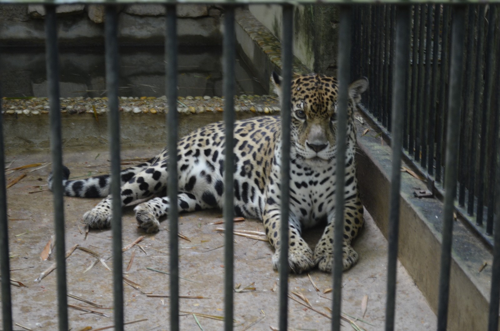 Morre ‘Miau’, a onça-pintada símbolo de reserva e vista por mais de 40