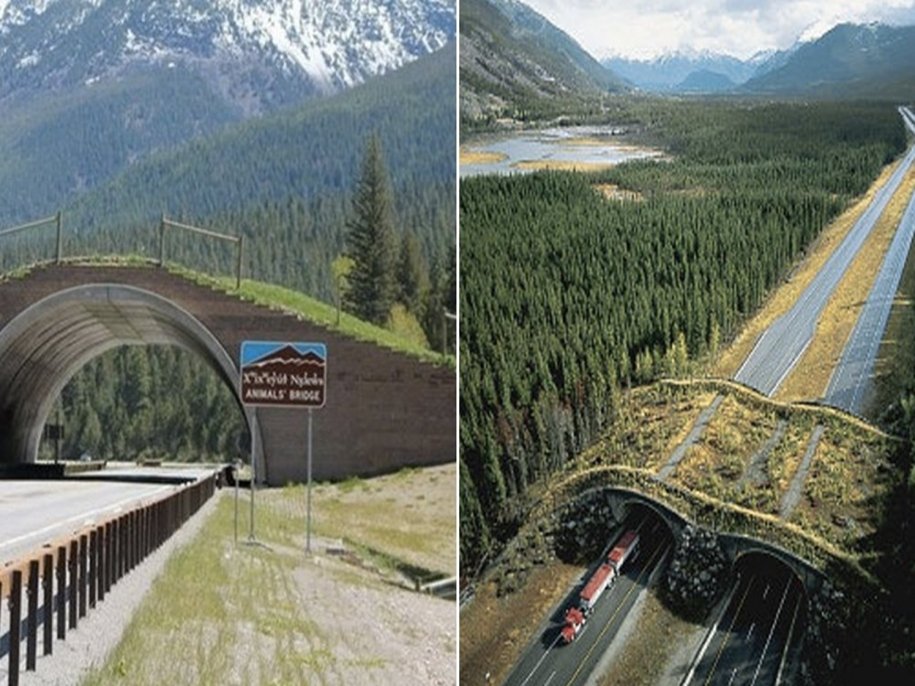 Holanda constrói 600 pontes verdes para que os animais possam atravessar as rodovias em segurança Holanda constrói 600 pontes verdes para que os animais possam atravessar as rodovias em segurança