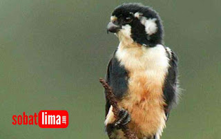 Jenis Burung Alap Alap Falcon Di Indonesia Dan Habitatnya