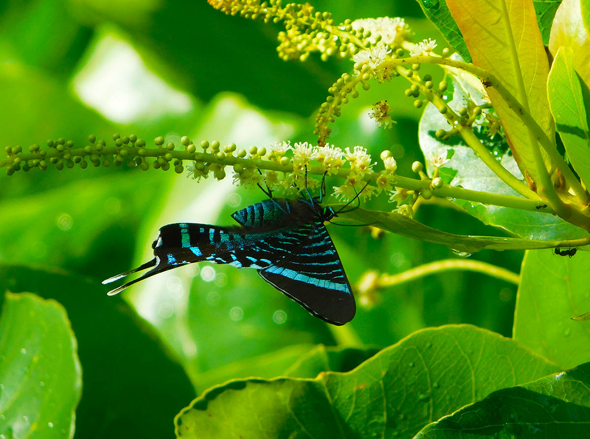 My Roatan Adventures in Creating Nirvana A plethora of beautiful