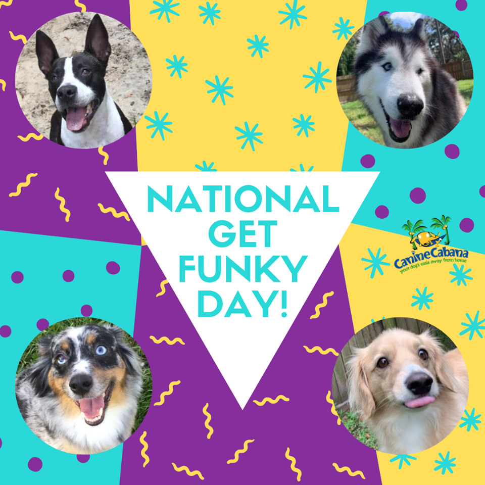 National Get Funky Day Wishes for Whatsapp National Get Funky Day Wishes for Whatsapp