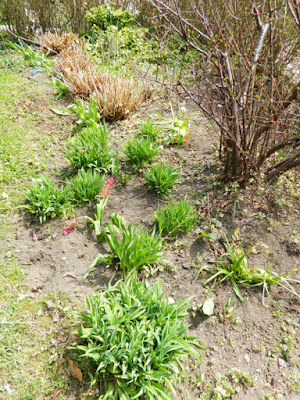 Toronto Summerhill spring garden cleanup after by Paul Jung Gardening Services