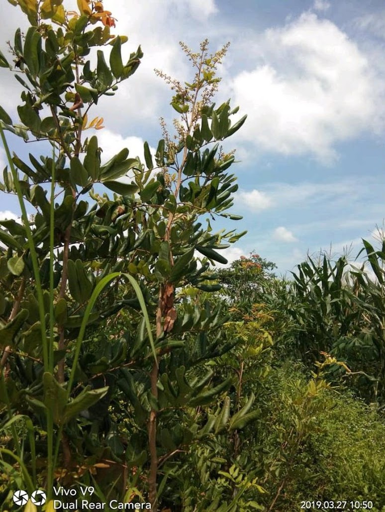 Kelengkeng Tinggi 1 Meter As Tanaman Buah Keadaan Berbunga Jenis Pimpong Atau Aroma H2O Banten