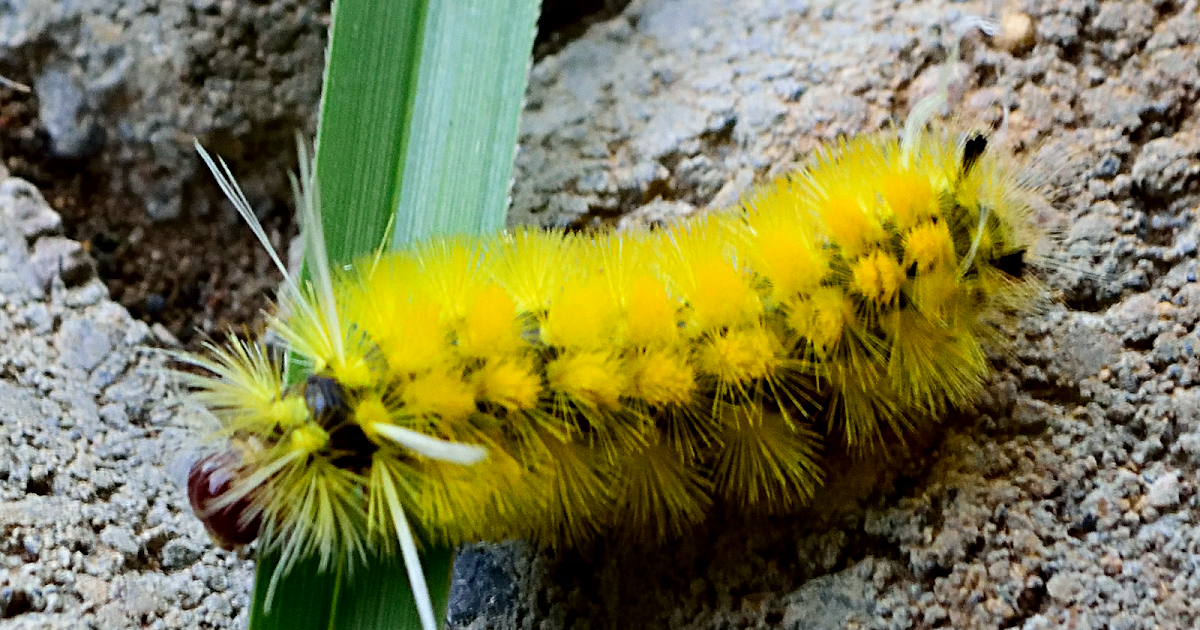 Fuzzy Yellow Caterpillar in Puriscal