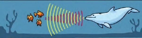 Gambar  .Sistem Sonar pada Lumba-Lumba