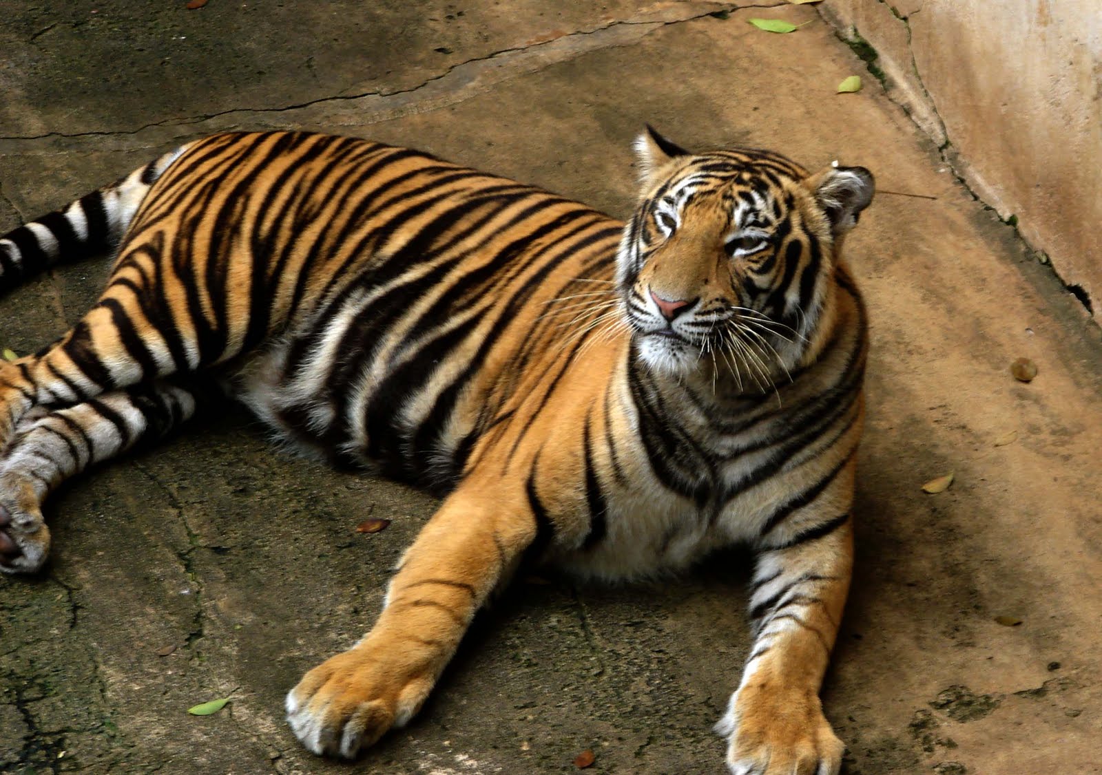 little thoughts: fatal attractions----animal planet