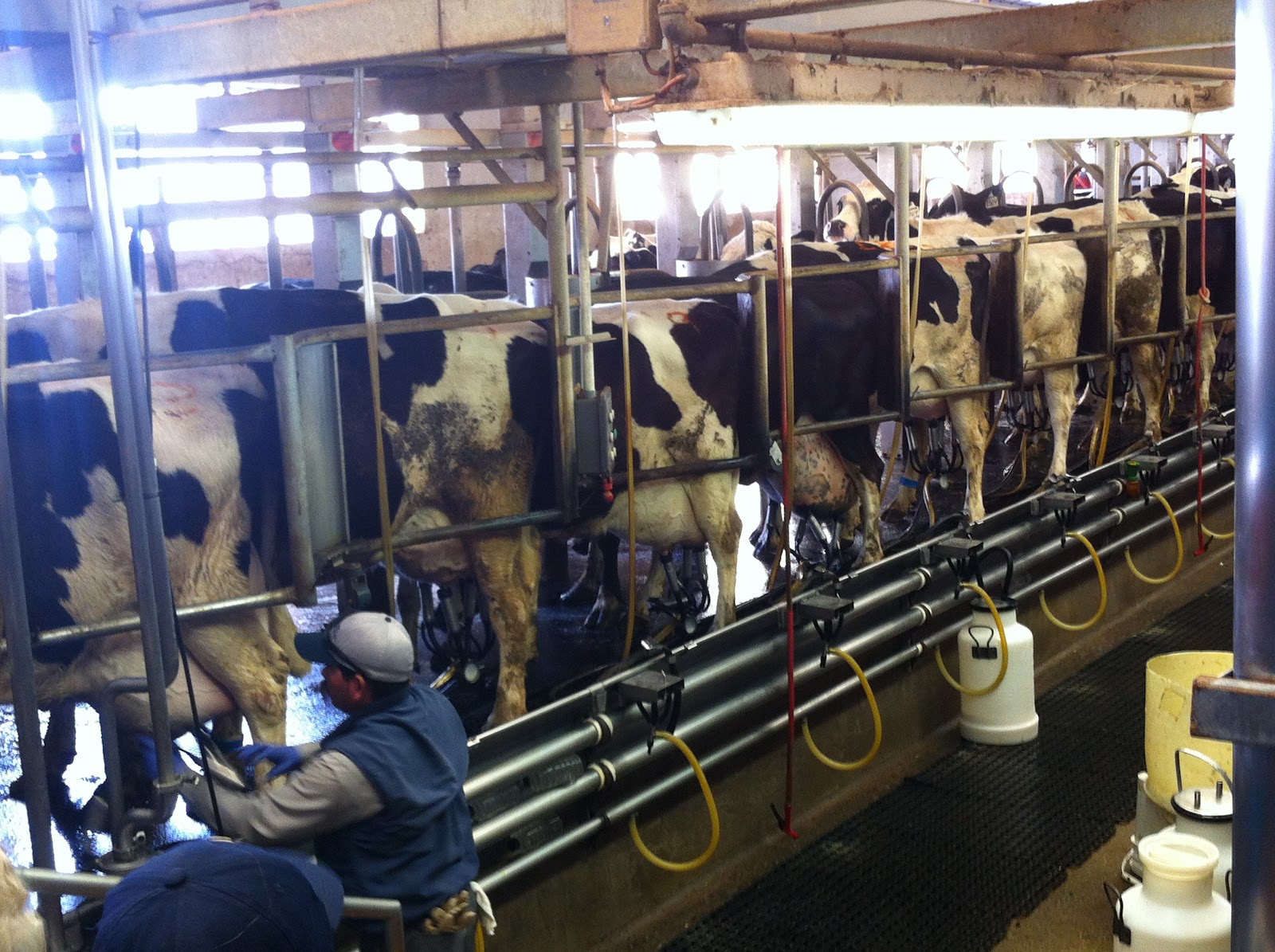 Just Me... Field Trip to Dairy Farm