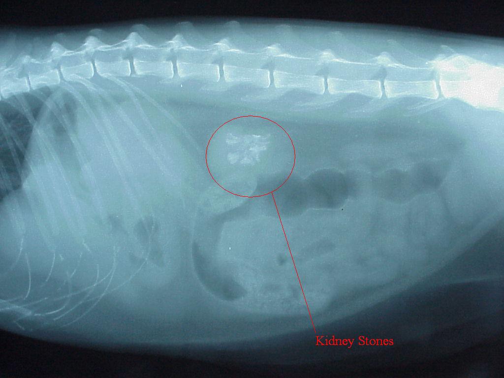 Мочеточник у кошек. Камни в почках у собаки на рентгене. Камни в почках у кота рентген. Рентген мочевого пузыря у кота. Камни в мочевом у собаки рентген.