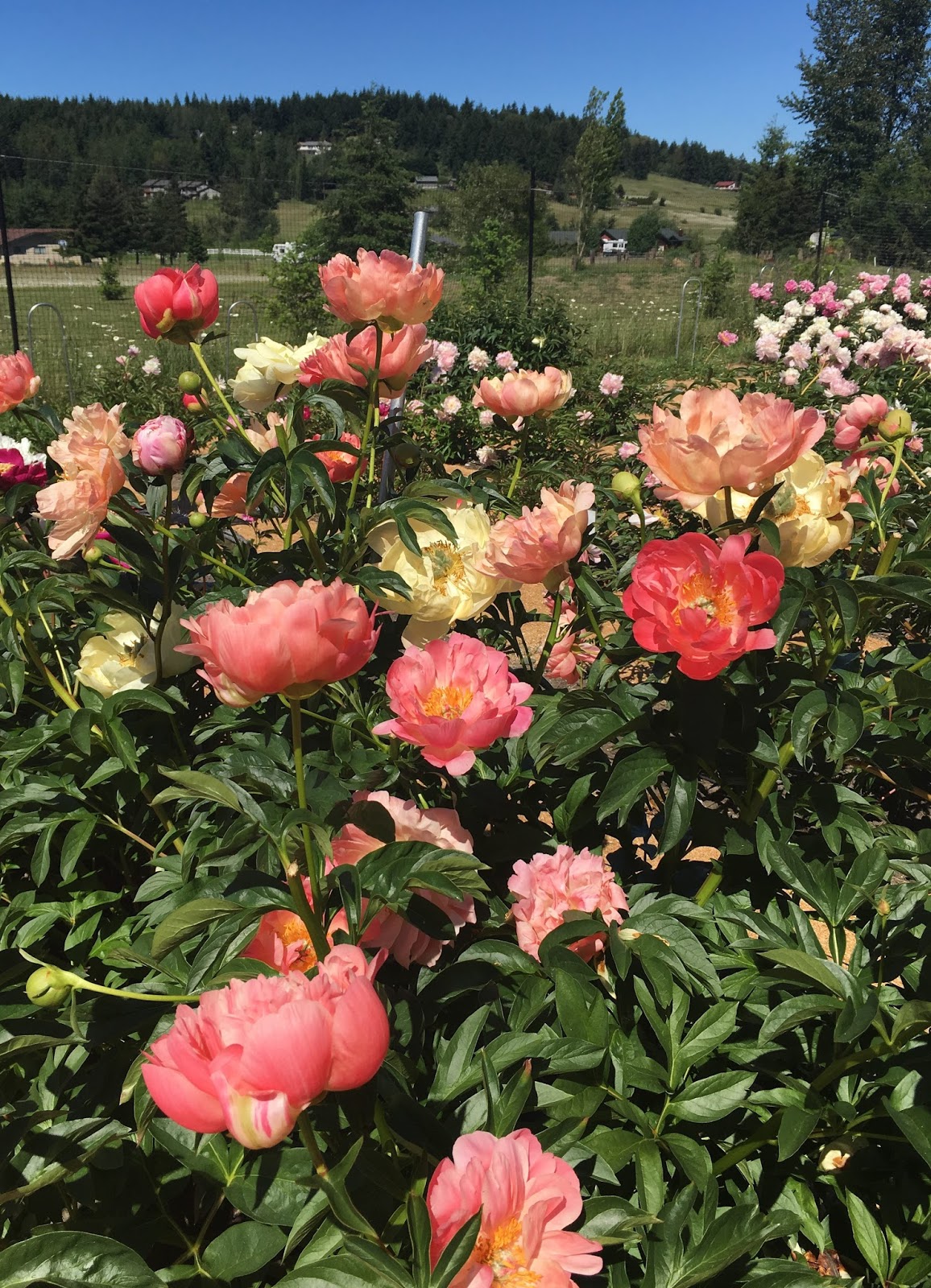 Moments of Delight...Anne Reeves Peony Farm A Delightful Trip to Sequim