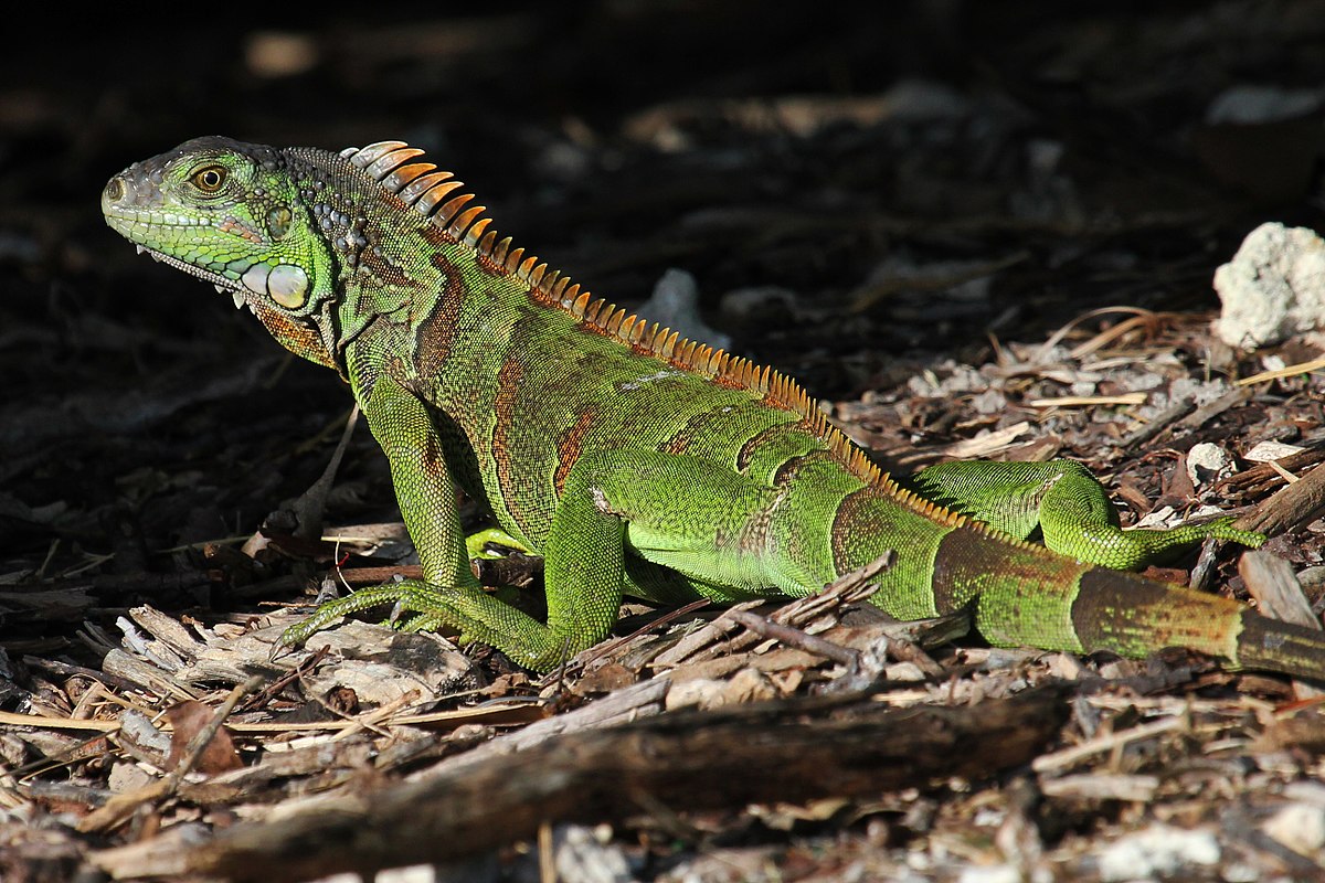 13 Eyecatching Colorful Reptiles Amazing Cool Pictures Most