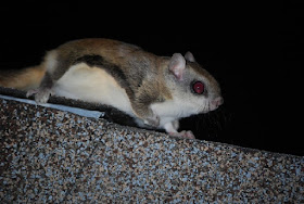 Get Ardilla Voladora Japonesa Bebe Images