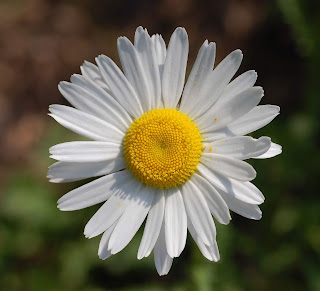 Papatyagillerden, diğer bir adı da Oksay papatyası olan Beyaz ay papatyası (Leucanthemum vulgare)