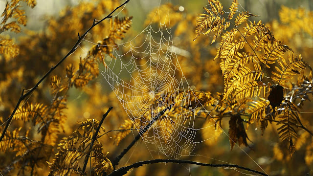 Cobweb, branches, macro wallpaper.  Download free nature hd wallpaper