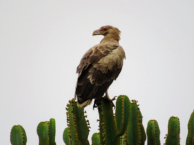 Uganda Birds: Palm-nut Vulture