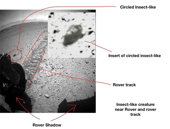 Prova fotográfica de vida alienígena complexa em Marte - Img 3