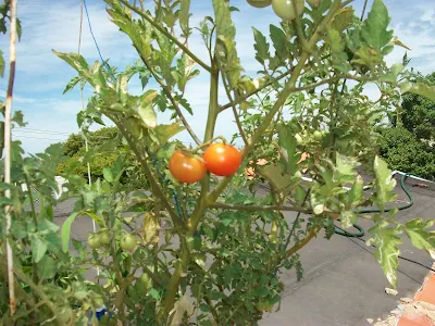 tomate cherry, variedad Balcony