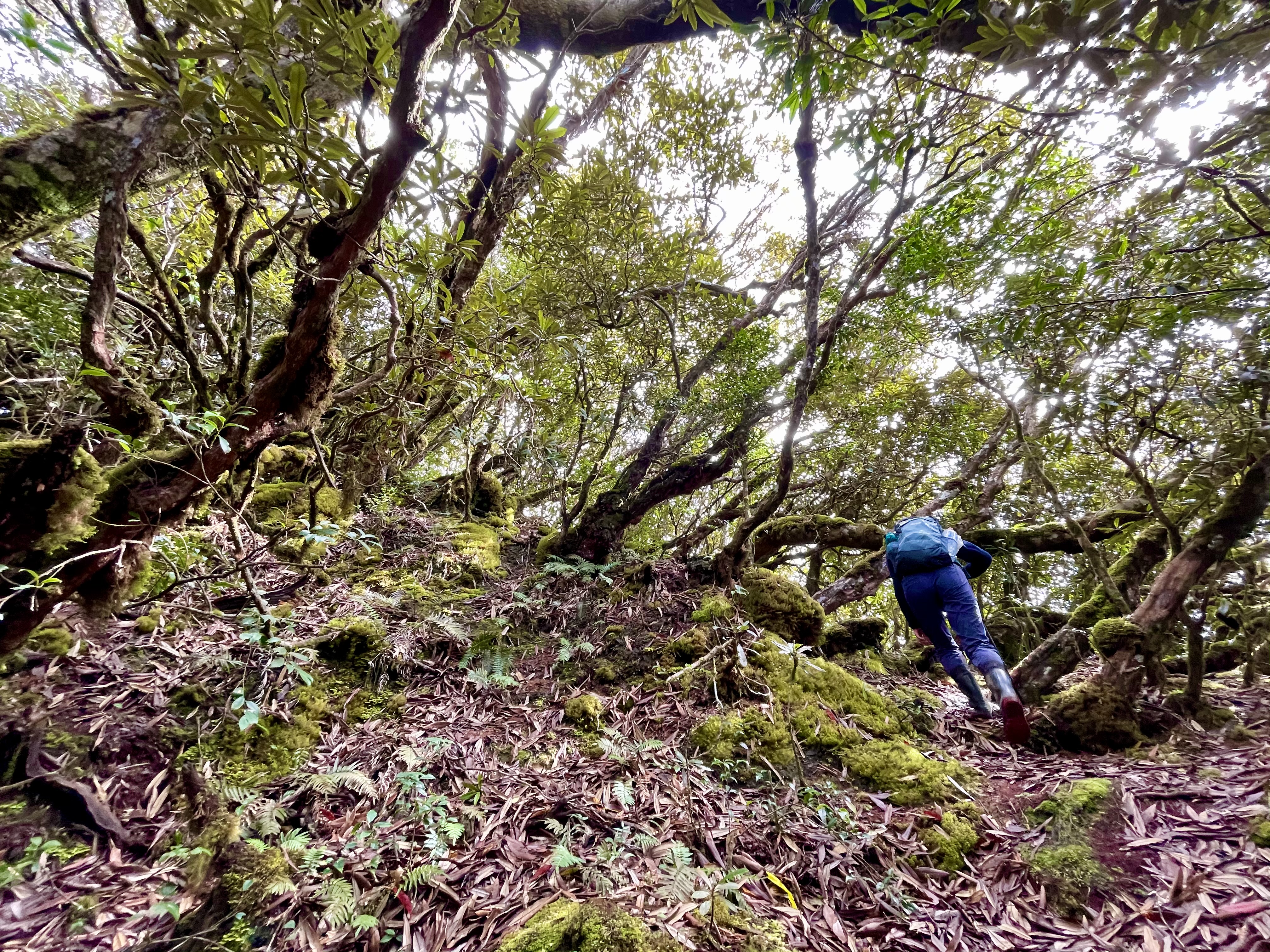 玉里山登山路線