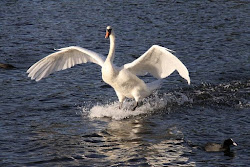 landing birds swan london fascinating forever
