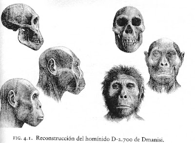 Homo georgicus