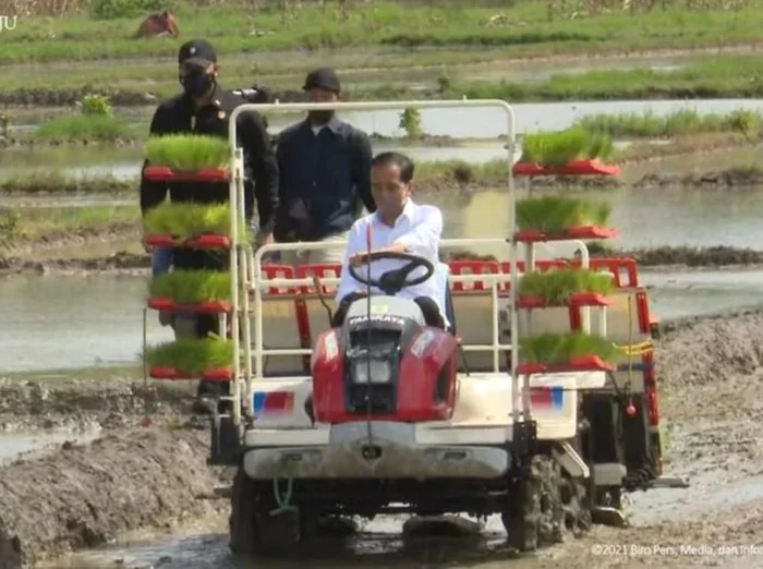 Merakyat! Jokowi Tanam Padi dengan Petani Trenggalek